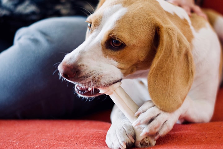 Conhe A O Melhor Petisco Para Cachorro Petz