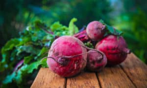 Porquinho da índia pode comer beterraba Petz