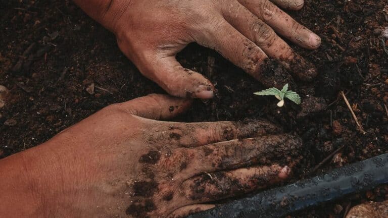 Saiba Como Plantar Pimenta Em Vaso I Petz