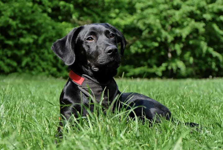 de 600 NOMES DIFERENTES para CACHORRO 🐕