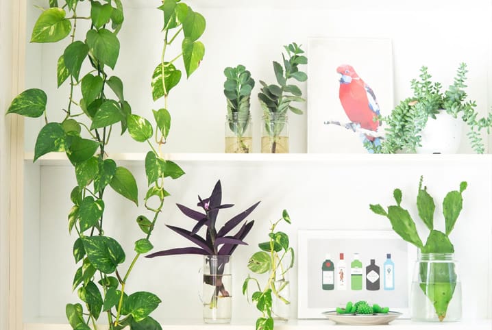 15 plantas para quarto que podem melhorar seu sono!