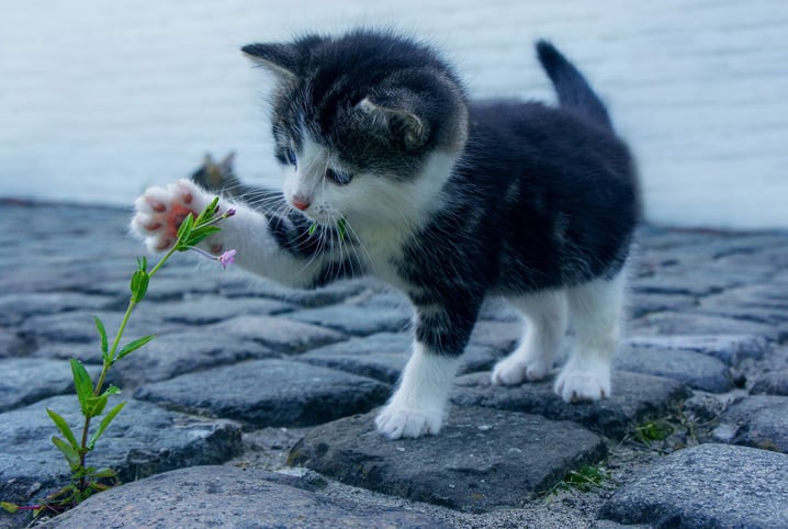 Gatoelho': saiba por que animal parece ser metade gato e metade