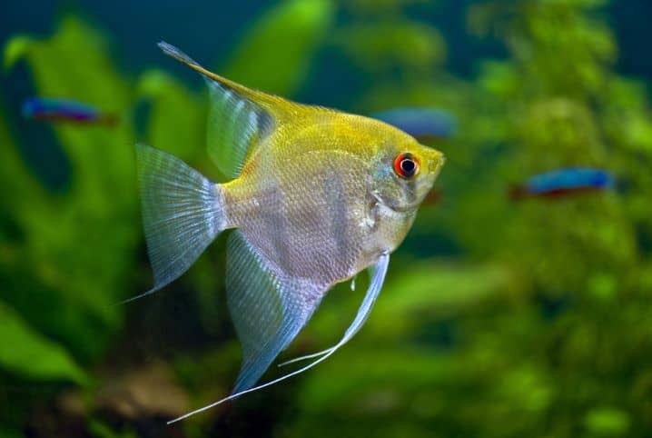 11 peixes de fundo perfeitos para seu aquário - Peixes e Aquarismo