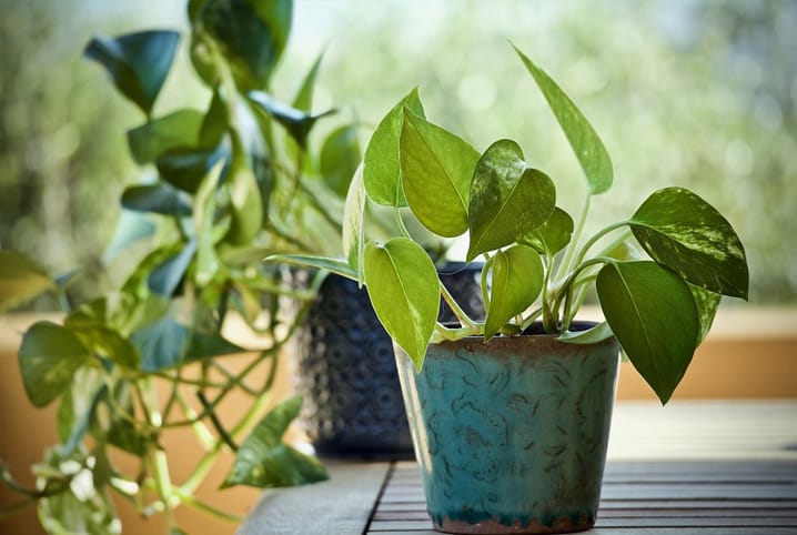15 plantas para cultivar dentro de casa