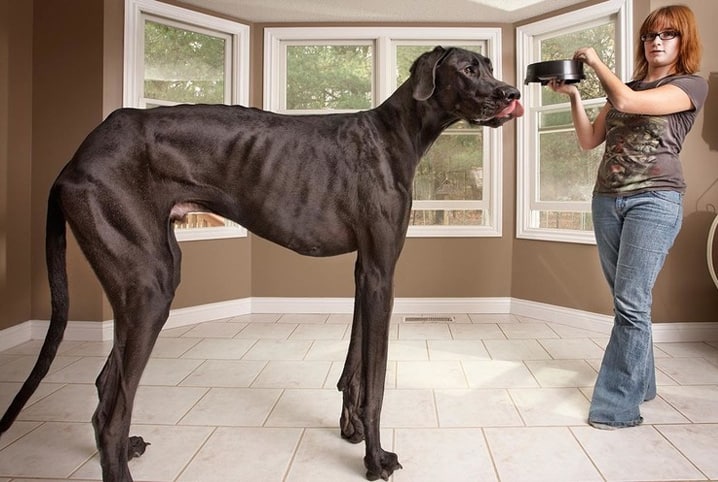 Maior cachorro do mundo: conheça o gigante Freddy