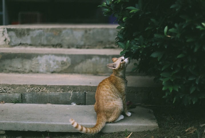 Gato perdendo pelo, com casquinhas na ponta da orelha e pequenas feridas :  r/ApoioVet