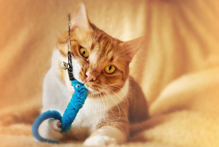 Brincadeiras para gatos: atividades para divertir o pet - Central Pet