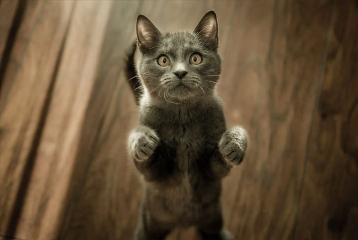 Nomes de gato cinza: nomes incríveis para os felinos
