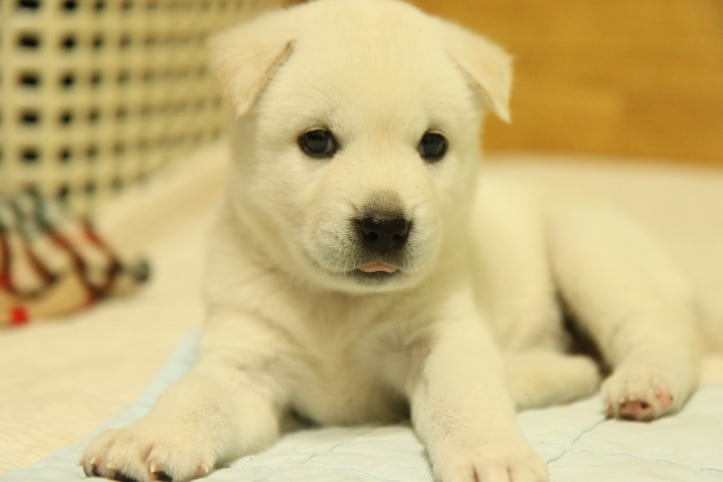 Cachorro pode comer OVO? Benefícios e preparação