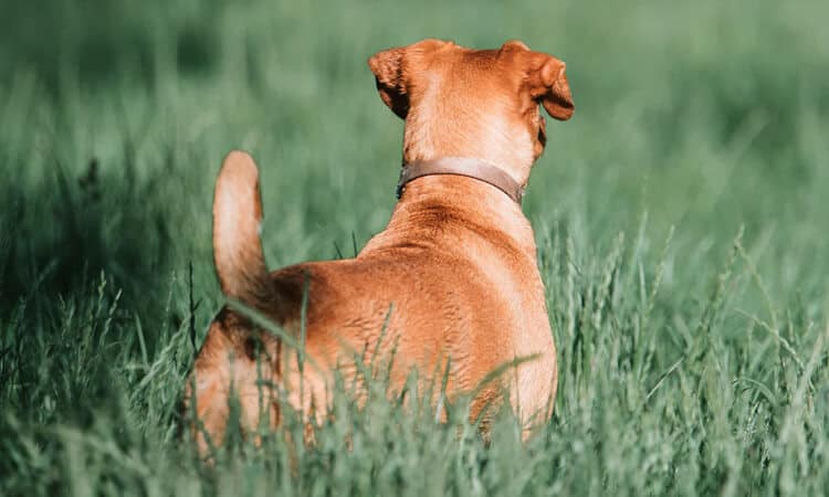 Mordida de cobra em cachorro: saiba o que fazer