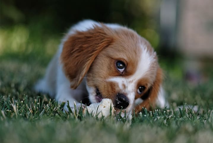 Cachorro, gato, cutia? Saiba que animais podem ser comidos no