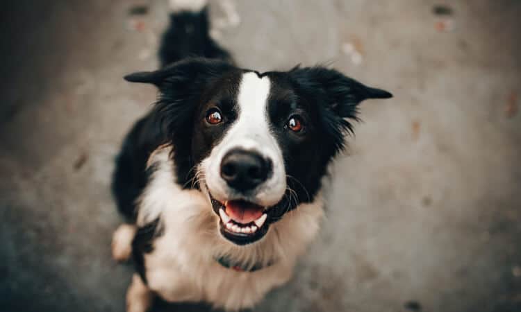 Saiba Como Decorar Casinha de Cachorro