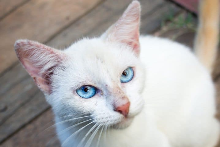 7 ideias de Gato da fortuna  gatos, gato da sorte, japão