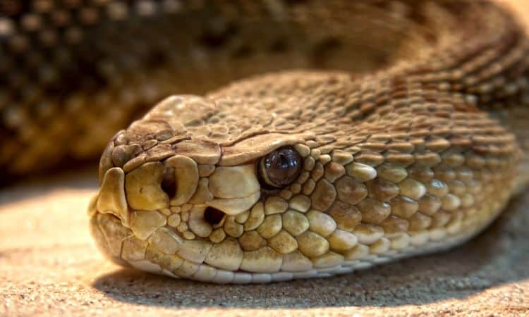 Qual a diferença entre cobra e serpente? Tire suas dúvidas