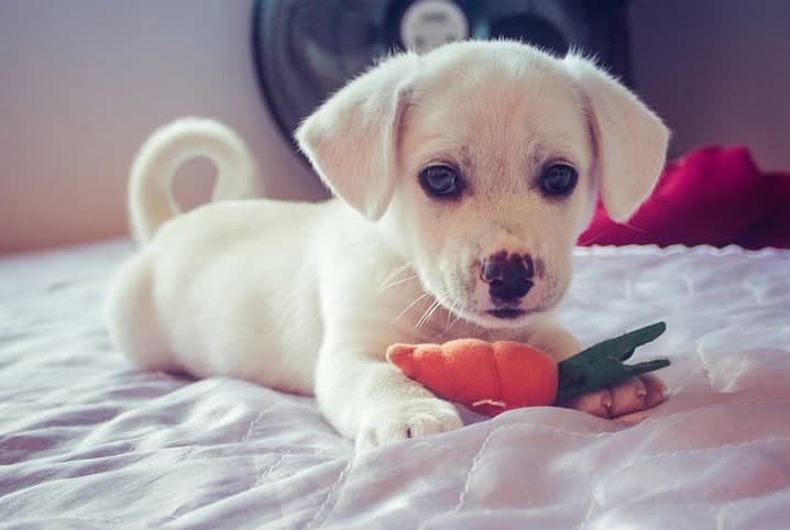 Tapete farejador para cães, cães cheirando brinquedos de