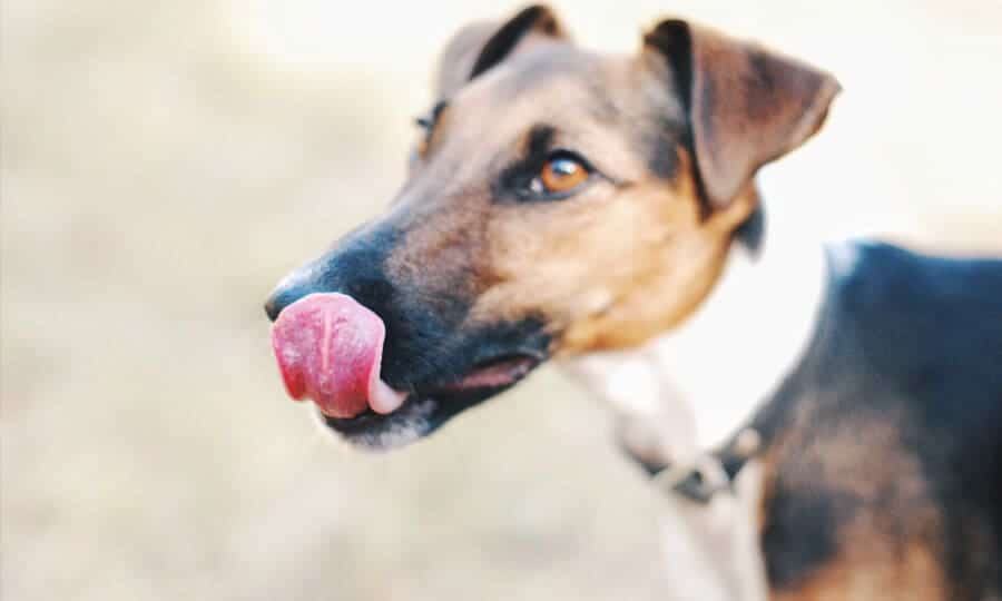 cachorro vira-lata lambendo.