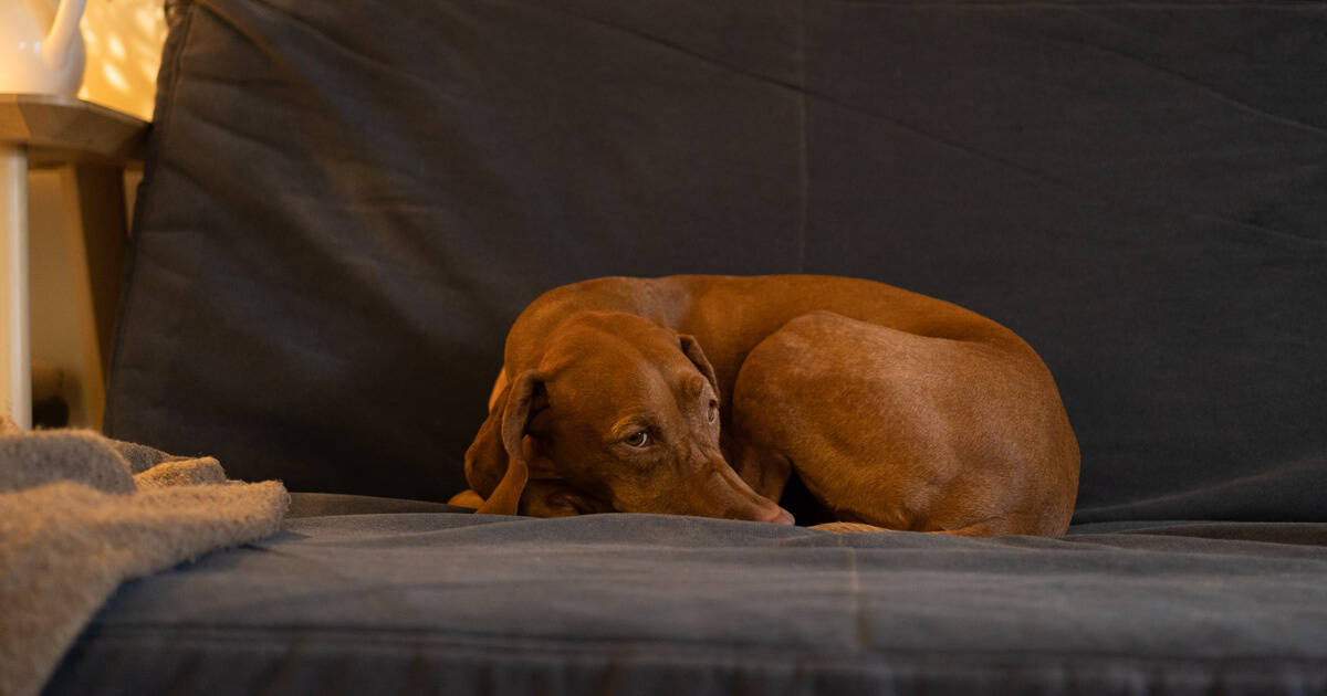 Cachorro deitado no sofá com expressão de dor.