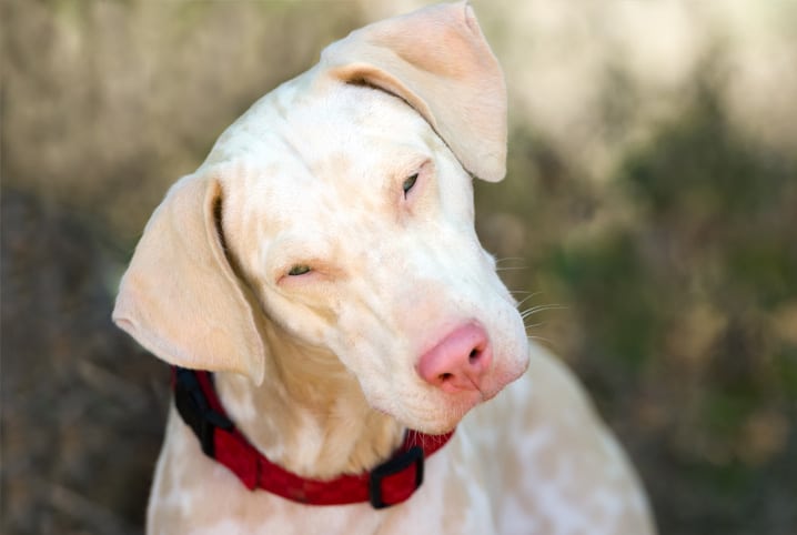 Cachorro albino. 