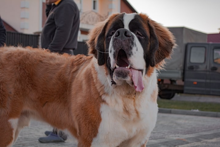 Maior cachorro do mundo, com 2,13 m, morre no colo da dona – Metro