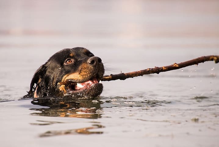 Rottweiler Cabeça De Touro