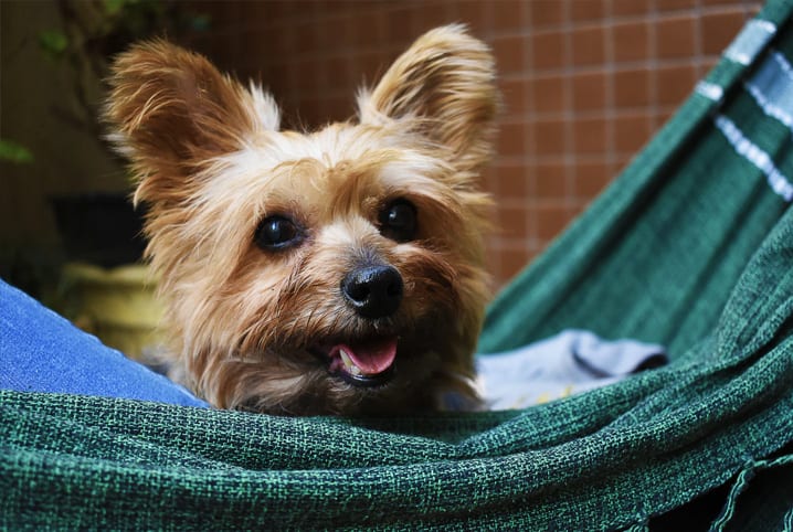 Cão - cães - cachorros - InfoEscola