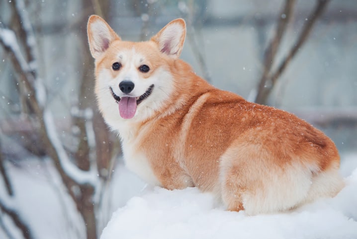 cachorro da raça corgi sentado na neve.