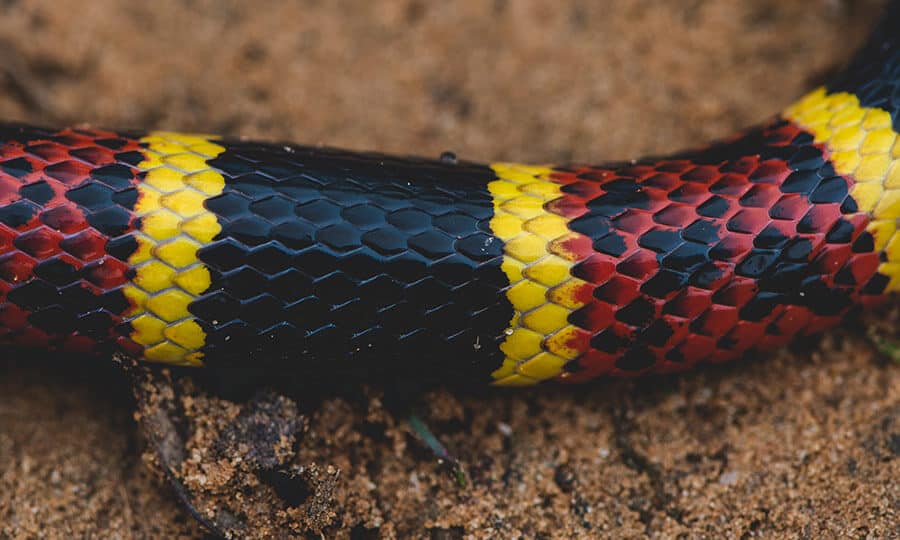 Conheça 10 curiosidades sobre a cobra-rei, a maior serpente