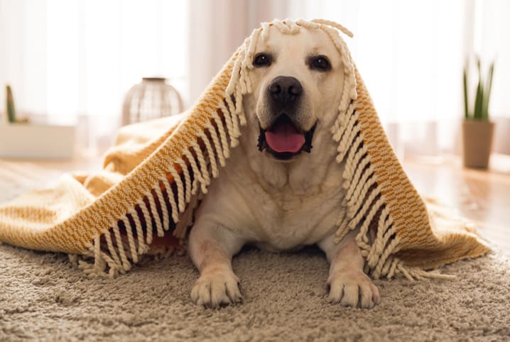cachorro com tapete na cabeça.