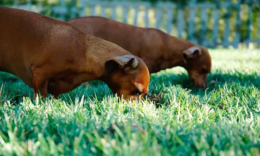 cachorros cheirando grama com cerca ao fundo.