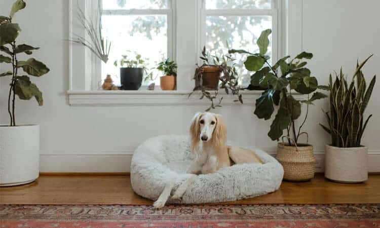cachorro deitado na cama dele ao lado de plantas.