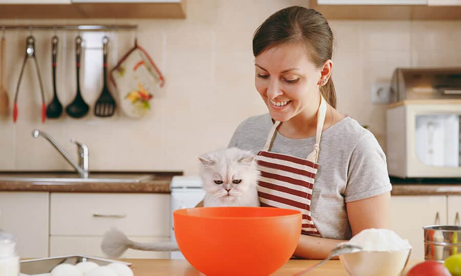 Robô coloca comida na medida certa para auxiliar dieta de gato e interage  com o felino: 'Mano! Vem comer papá bom', Fantástico