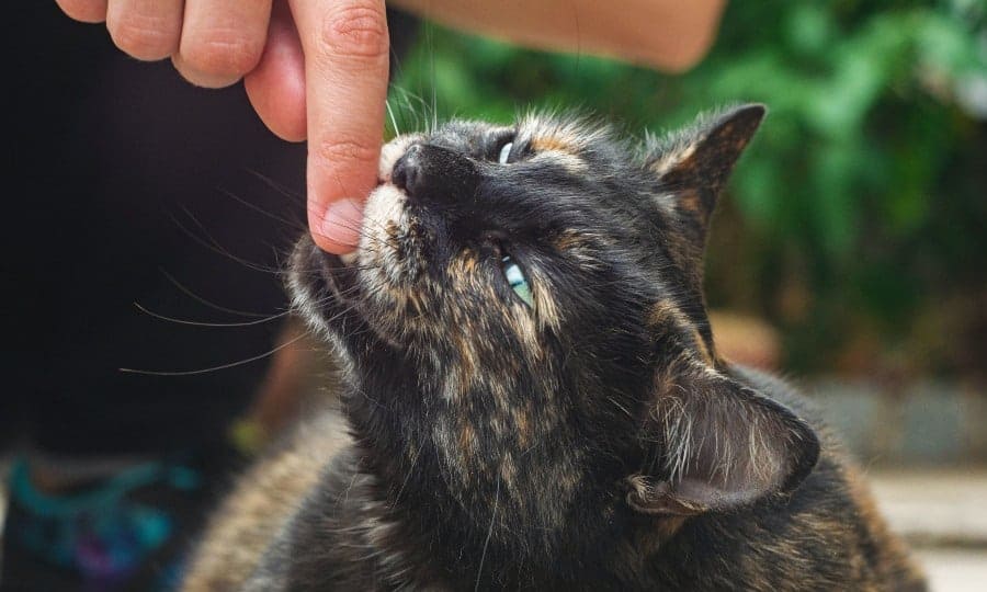 Gato pode tomar ch Descubra aqui Petz