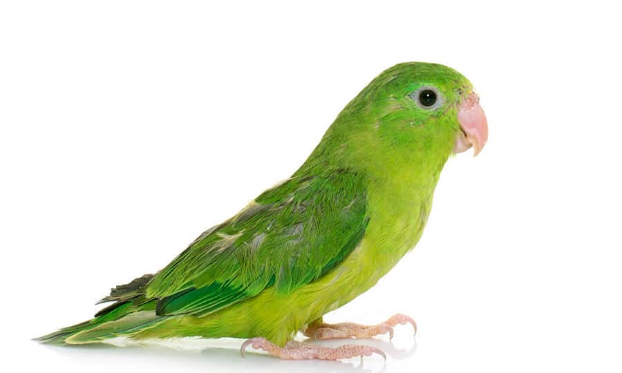 pássaro tuim verde