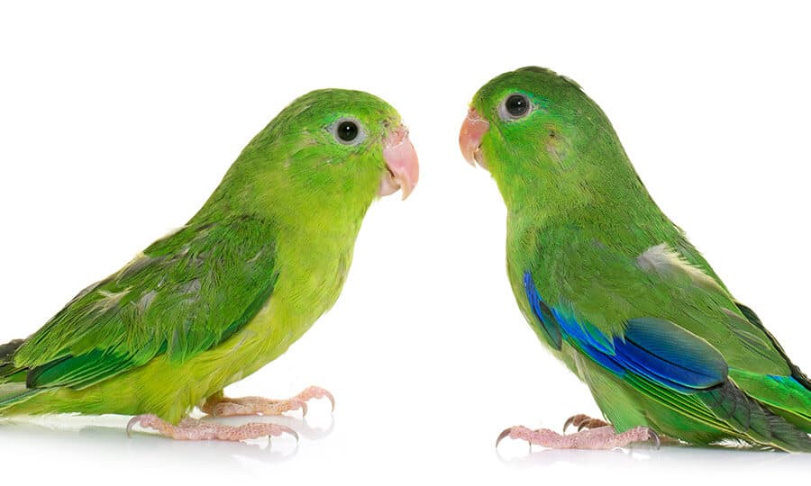 dois pássaros tuim verdes