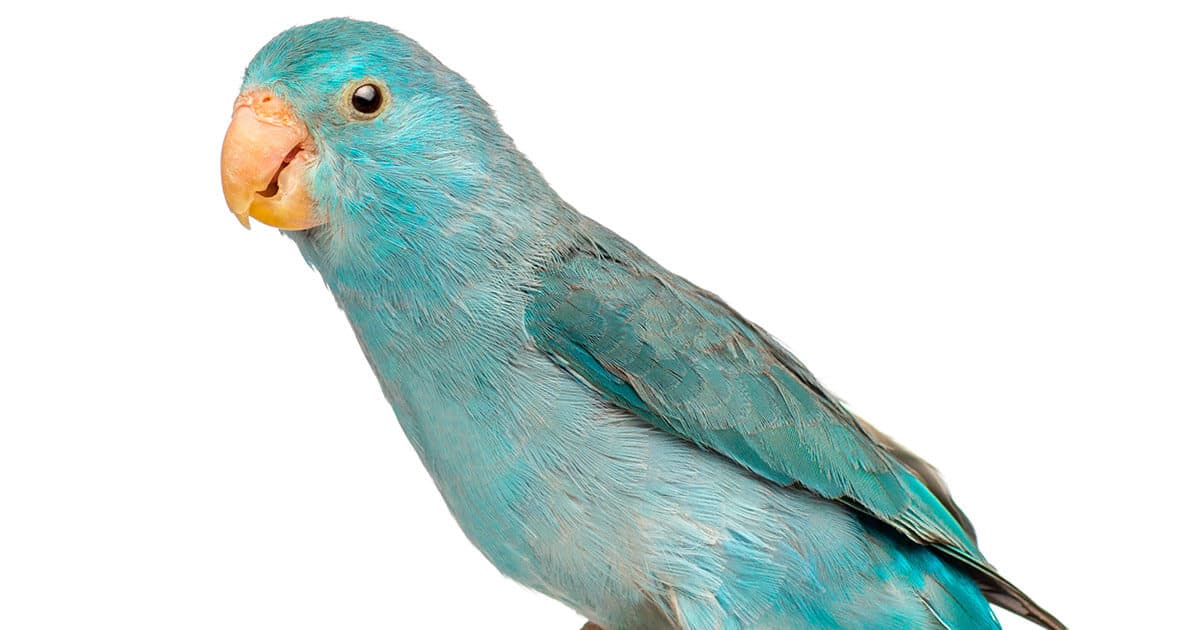 pássaro tuim azul
