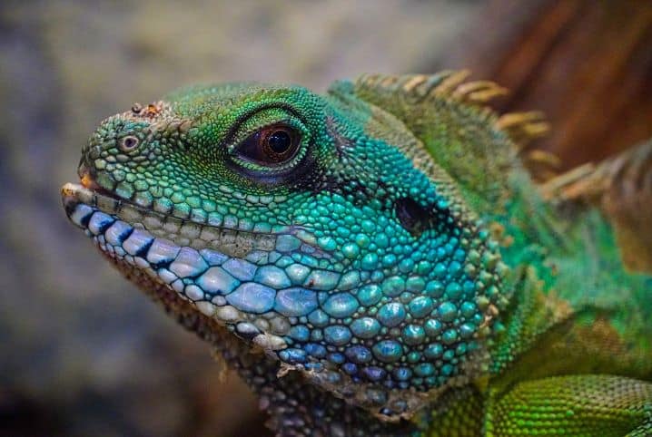 lagarto colorido de perfil.