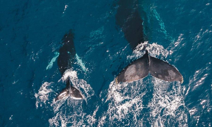 Duas baleias mergulhando no oceano. 