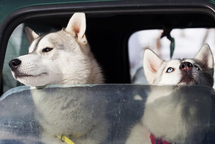 Dois cachorros apoiados em janela de carro