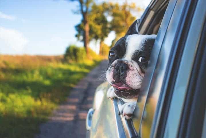 Cachorro com a cabeça de fora da janela de carro