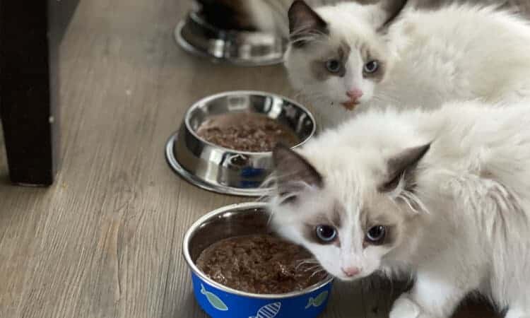 Gatos comendo juntos.