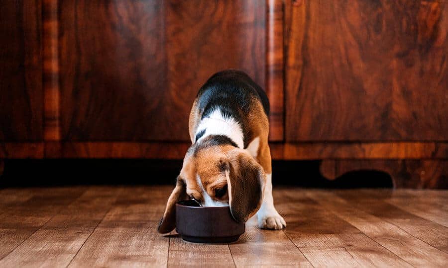 Cachorro comendo no comedouro marrom no chão da cozinha.