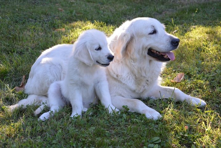 200 Nomes FORTES para cachorro - Criativos e marcantes!