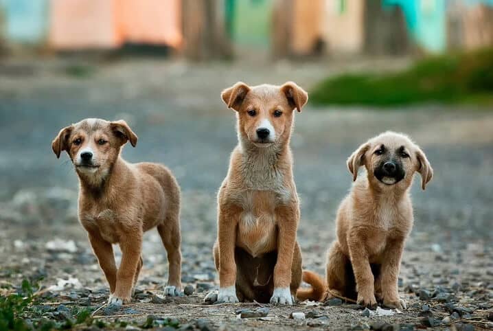 200 Nomes FORTES para cachorro - Criativos e marcantes!