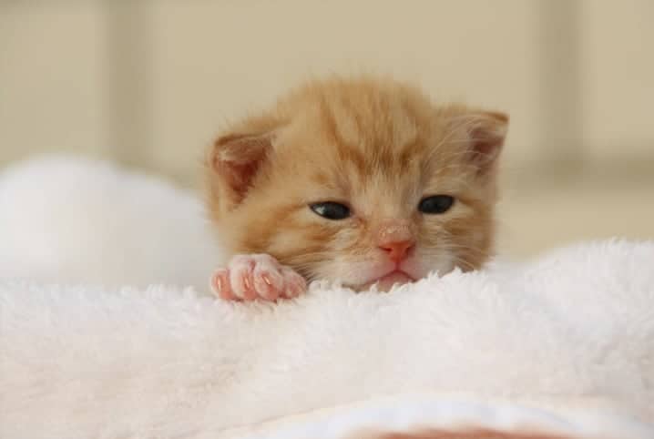 gato filhote com cara de sono enrolado em uma coberta