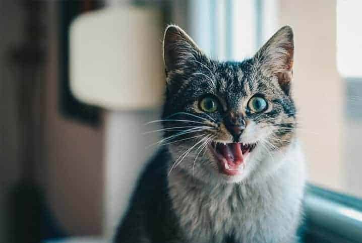 gato com a boca aberta mostrando a língua