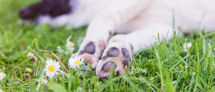 Cachorro de raça brasileira tem a mordida mais forte do mundo, diz