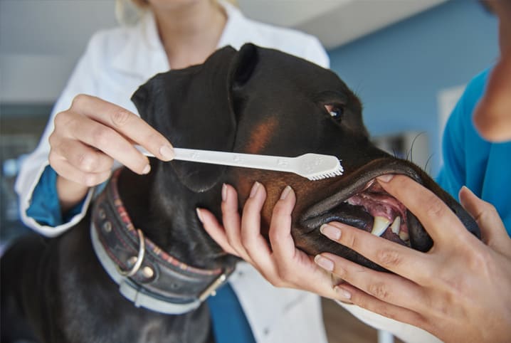 Veterinária escovando os dentes de um cachorro preto.