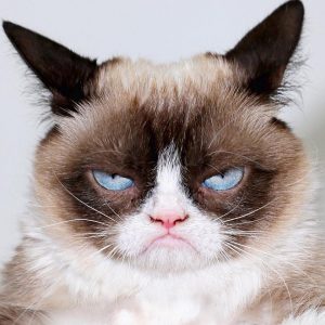 GrumpyCat01