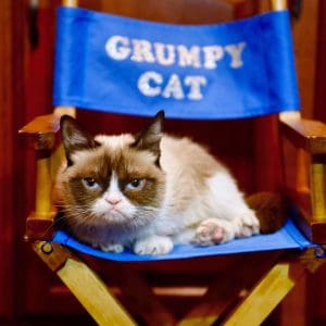 GrumpyCat02