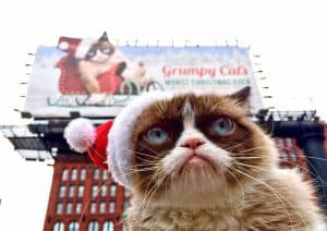 GrumpyCat03